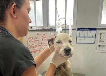 UPAVet de Goiânia: confira como buscar atendimento gratuito para cães e gatos
